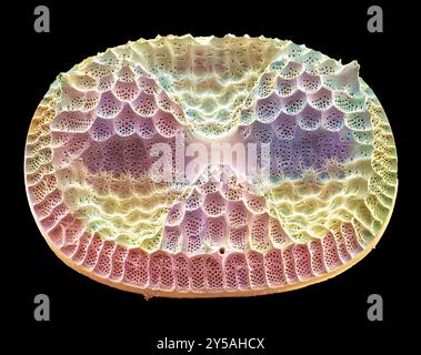 Farbige Rasterelektronenmikrographie (REM) eines Actinoptychus.sp.-Kieselguts. Vergrößerung: x2500 bei Druck mit einer Breite von 10 cm. Stockfoto
