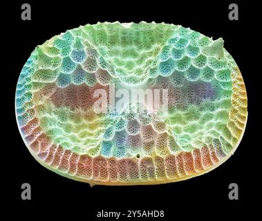 Farbige Rasterelektronenmikrographie (REM) eines Actinoptychus.sp.-Kieselguts. Vergrößerung: x2500 bei Druck mit einer Breite von 10 cm. Stockfoto