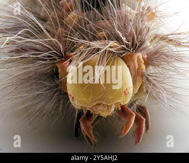 Vapourer Moth caterpillar (Orgyia antiqua), farbige Rasterelektronenmikrographie (REM). Diese caterpillar erscheint zwischen April und Mai. Es ist hell gefärbt, mit Gamben, roten und gelben Markierungen und Haarbüscheln. Die Larven ernähren sich von Laubbäumen. Vergrößerung: x25 bei Druck mit 10 Zentimetern Durchmesser. Stockfoto