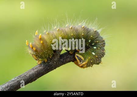 Nahaufnahme einer hellgrünen Imperial Moth Raupe, die am Stock kriecht. Stockfoto