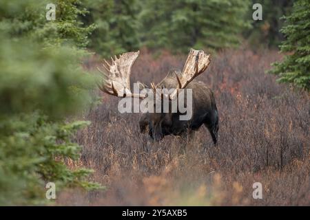 Großer Alaska BullenElch in der Furche, Denali National Park Stockfoto