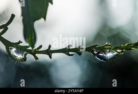 Morgensonnenlicht filtert durch zwei Wassertropfen auf einem grünen Baumzweig und erzeugt ein faszinierendes Spiel von Licht und Schatten. Die Tropfen glitzern vor Purit Stockfoto