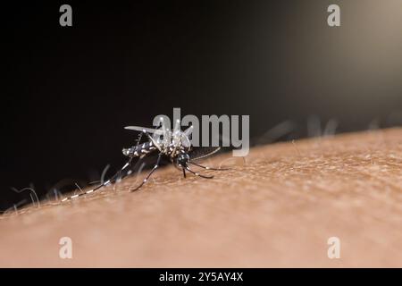 Nahaufnahme einer blutsaugenden Mücke der aedes aegypti-Spezies, bekannt für die Verbreitung von Krankheiten wie Dengue und zika. Stockfoto