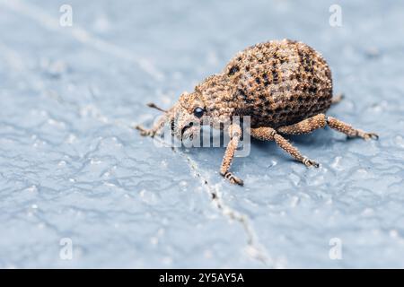 Braunes Unkäfer krabbelt auf einer Zementbodenoberfläche und zeigt sein strukturiertes Design. Es ist ein pflanzenfressender Schädling mit sechs Beinen und Antennen. Dieses Makro sho Stockfoto