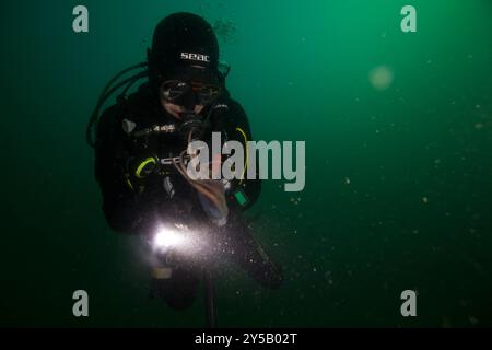 Taucherbegegnung mit Oktopus Stockfoto