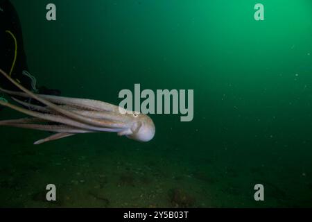 Taucherbegegnung mit Oktopus Stockfoto