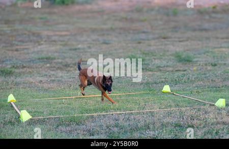 malinois-Training für Gehorsamsdisziplin in der Natur Stockfoto