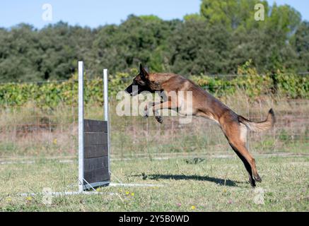 malinois-Training für Gehorsamsdisziplin in der Natur Stockfoto