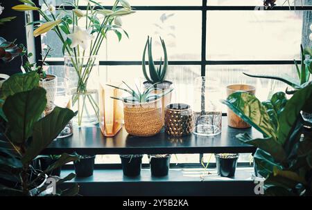 Blumengeschäft, Innenausstattung und Pflanzen im Regal von Fenster für Ausstellung, Präsentation oder Verkauf in kleinen Unternehmen. Tisch, Einzelhandel und leeres Blumengeschäft für Stockfoto