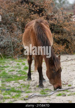 Junge Corolla-Pferde, die auf Gras am Sandstrand der Outer Banks North Carolina, USA, weiden, wo eine Herde von Corolla-Pferden vertikal lebt Stockfoto