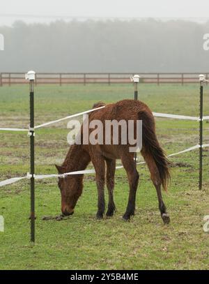Fohlen oder Baby-Pferd im Koppel eines elektrischen Zauns mit Kopf durch elektrische Geflechtlinien Kappen an Zaunpfosten für die Sicherheit des Pferdezauns Stockfoto