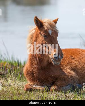 Corolla-Pferd legt sich im Gras der äußeren Ufer von North Carolina wildes Pferd unter Herde, die am Strand Kastanien mit weißem Stern vertica lebt Stockfoto