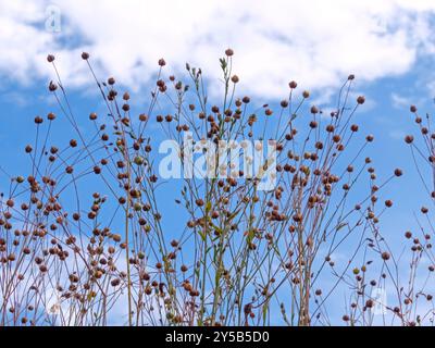 Linum usitatissimum Pflanzen mit Trockenkernkapseln am blauen Himmel mit weißen Wolken von unten. Flachsfaseranbau. Nahrungsöl-Quelle für Leinsamen. Kom Stockfoto