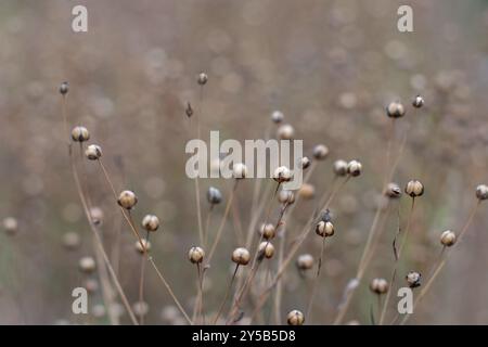 Trockenkapseln für Flachs auf dem Feld. Flachsfaseranbau. Nahrungsöl-Quelle für Leinsamen. Linum usitatissimum Kulturpflanzen. Stockfoto