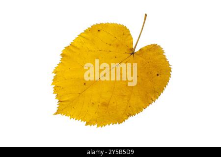 Gelbes Lindenbaum Herbstfarbiges Blatt isoliert auf weiß. Herbstsaison Lindenlaub. Stockfoto