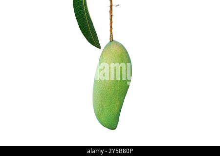 Grüne Mango isoliert auf weißem Hintergrund mit ihrem Blatt Stockfoto