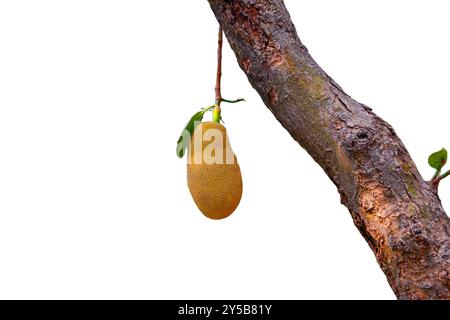 Jackfrucht hängt vom Baum isoliert auf weißem Hintergrund Stockfoto