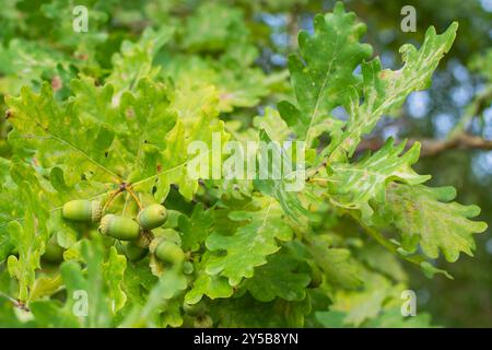 Ein Haufen unreifer grüner Eicheln aus Eiche zwischen den Blättern Stockfoto