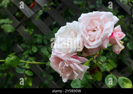 Hellrosa Rosen im Garten Stockfoto