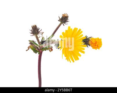 Hawkweed-Ochsenzungenpflanze isoliert auf weißem Hintergrund, Picris hieracioides Stockfoto