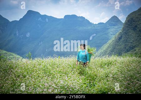 Lokale Hmong-Frau, die in einem Feld mit Buchweizenblumen in der Provinz Ha Giang in den Bergen Nordvietnams arbeitet Stockfoto