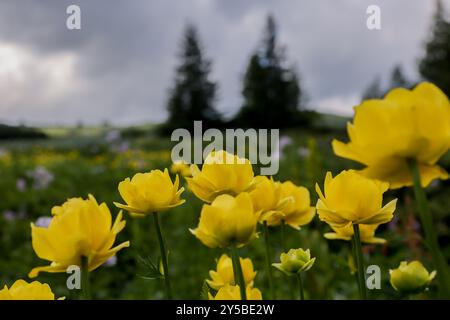 Gelbe Blüten auf der Wiese im Vitosha-Berg Stockfoto