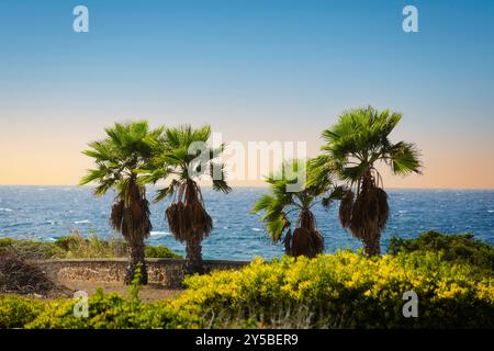 Palmenlandschaft vor dem Hintergrund des Meeres und des Himmels, selektiver Fokus Stockfoto