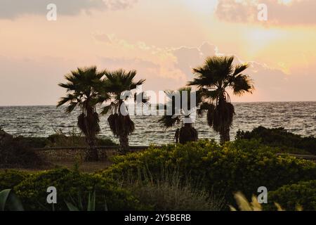 Wunderschöner Sonnenuntergang hinter Palmen. Fantastischer Sonnenuntergang und Silhouetten von hohen Palmen Stockfoto