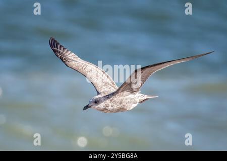 Jugendlicher, 1. Winter, große Schwarze Möwe, Blakeney Point, Norfolk, UK Stockfoto