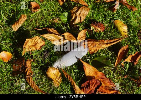 Verlieren Sie Herbstblätter (Kastanien, Buche) und graue Federn auf dem Gras des Rasens. Verfärbt, verwelkt, braun, gelb. Niederländischer Garten, Spätsommer, Stockfoto