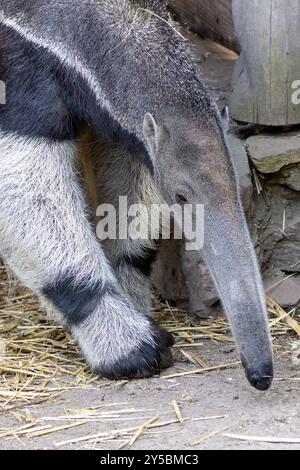 Riesenameisenbären ernähren sich von Ameisen und Termiten. Häufig in Mittel- und südamerikanischen Graslandschaften und Wäldern zu finden. Stockfoto