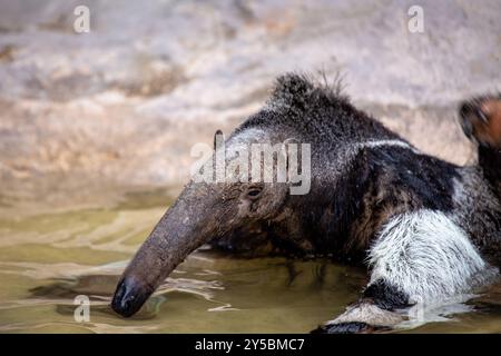 Riesenameisenbären ernähren sich von Ameisen und Termiten. Häufig in Mittel- und südamerikanischen Graslandschaften und Wäldern zu finden. Stockfoto