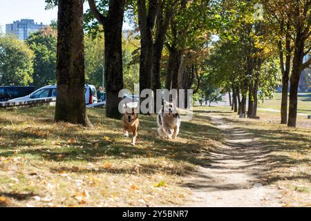 Zwei energiegeladene Hunde laufen fröhlich auf einem gewundenen Pfad in einem wunderschönen, grünen Park voller Bäume und Sonnenschein Stockfoto