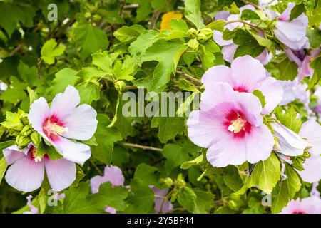 hibiskus blüht am grünen Busch in Gyumri, Armenien an bewölkten Sommertagen Stockfoto