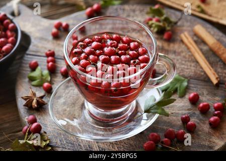 Eine Tasse Kräutertee mit frischen Weißdornbeeren, die im Herbst geerntet werden Stockfoto