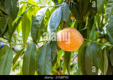Reife Pfirsichfrucht auf grünem Zweig im armenischen Obstgarten in den Provinzen Vayots Dzor, Armenien an sonnigen Sommertagen Stockfoto