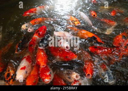 Koi- oder Karpfenfische warten auf Fütterung in der Natur von oben. Stockfoto