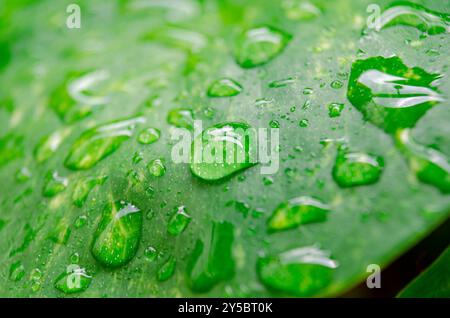 Einzelblatt mit perfekt abgerundeten Wassertropfen. Stockfoto