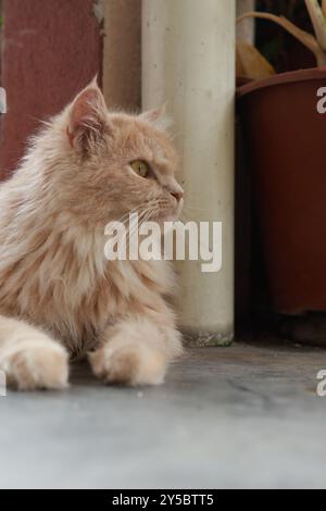 Nahaufnahme einer entspannten Ingwerkatze mit flauschigem Fell, die einen faulen Tag draußen genießt. Stockfoto