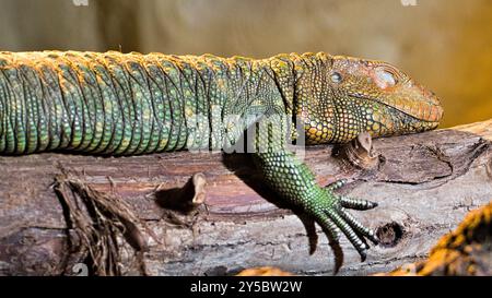 Dracaena guianensis aka Northern Caiman Eidechse schläft im Terrarium. Stockfoto