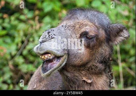 Nahporträt eines sehr hässlichen Kamels. Lustiges Tierfoto. Kamelus bactrianus aka Baktrisches Kamel im Zoo Zlin Lesna in Tschechien. Stockfoto