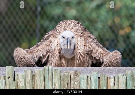 Gyps rueppellii alias Rüppells Gänsegeier im Zoo Zlin Lesna in Tschechien. Riesenvogel in lustiger Pose. Lustiges Tierfoto. Stockfoto