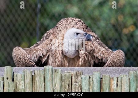 Gyps rueppellii alias Rüppells Gänsegeier im Zoo Zlin Lesna in Tschechien. Riesenvogel in lustiger Pose. Lustiges Tierfoto. Stockfoto