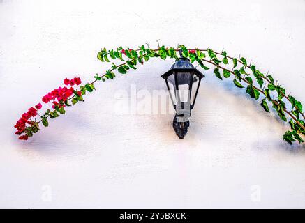 Bougainvillea, die über einer Wandleuchte vor einer weiß getünchten mediterranen Mauer wächst. Stockfoto