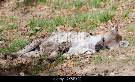 Crocuta crocuta aka gefleckte Hyäne schläft in der Sonne. Zoo Lesna Zlin in Tschechien. Stockfoto