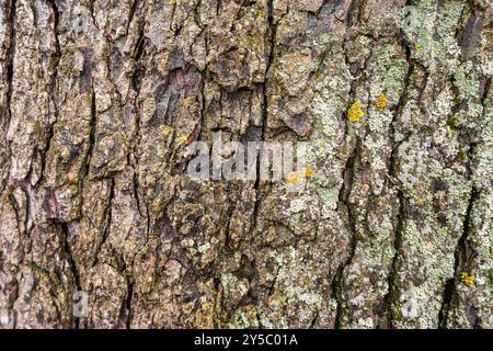 Nahaufnahme der Baumrinde mit Flechten und Moos Stockfoto