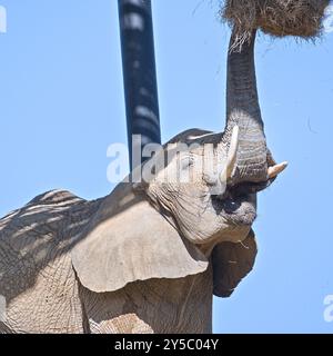 Loxodonta africana, auch bekannt als afrikanischer Buschelefant, isst im ZOO Lesna Zlin in der Tschechischen republik. Stockfoto