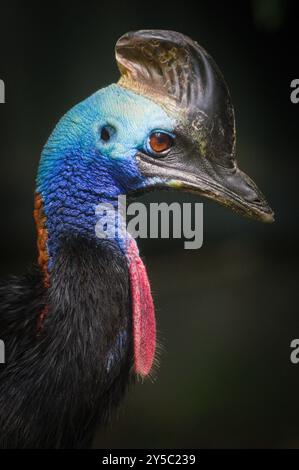 Casuarius casuarius alias Southern Cassowary Close-up-Kopfporträt isoliert auf schwarzem Hintergrund. Stockfoto