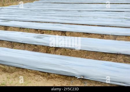 Felder, die mit Kunststoffmulch bedeckt sind, schützen den Boden vor Erosion, erhalten Bodenfeuchtigkeit und -Struktur, hemmen das Unkrautwachstum, helfen Pflanzen zu wachsen und zu spinnen Stockfoto