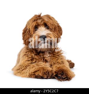 Entzückender junger Labradoodle-Hund mit weißen Flecken, der nach vorne hin liegt. Blick auf die Kamera. Isoliert auf weißem Hintergrund. Stockfoto